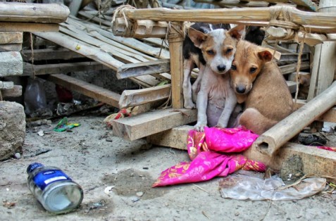 Caring for Street Animals: How Local Communities Can Help