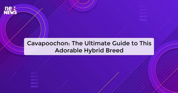 Cavapoochon: The Ultimate Guide to This Adorable Hybrid Breed