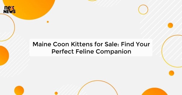 Maine Coon Kittens for Sale: Find Your Perfect Feline Companion